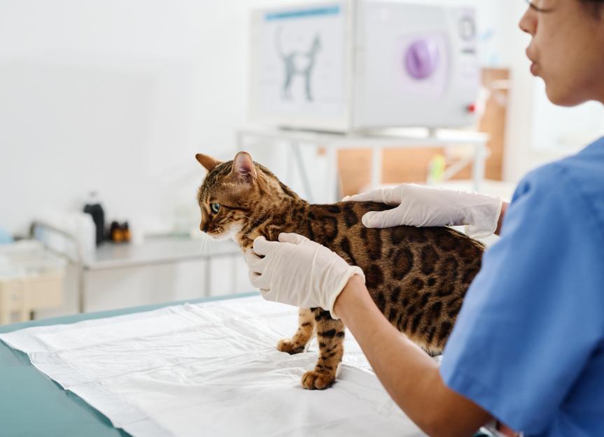 Basal Cell Tumor in Cats PetMD